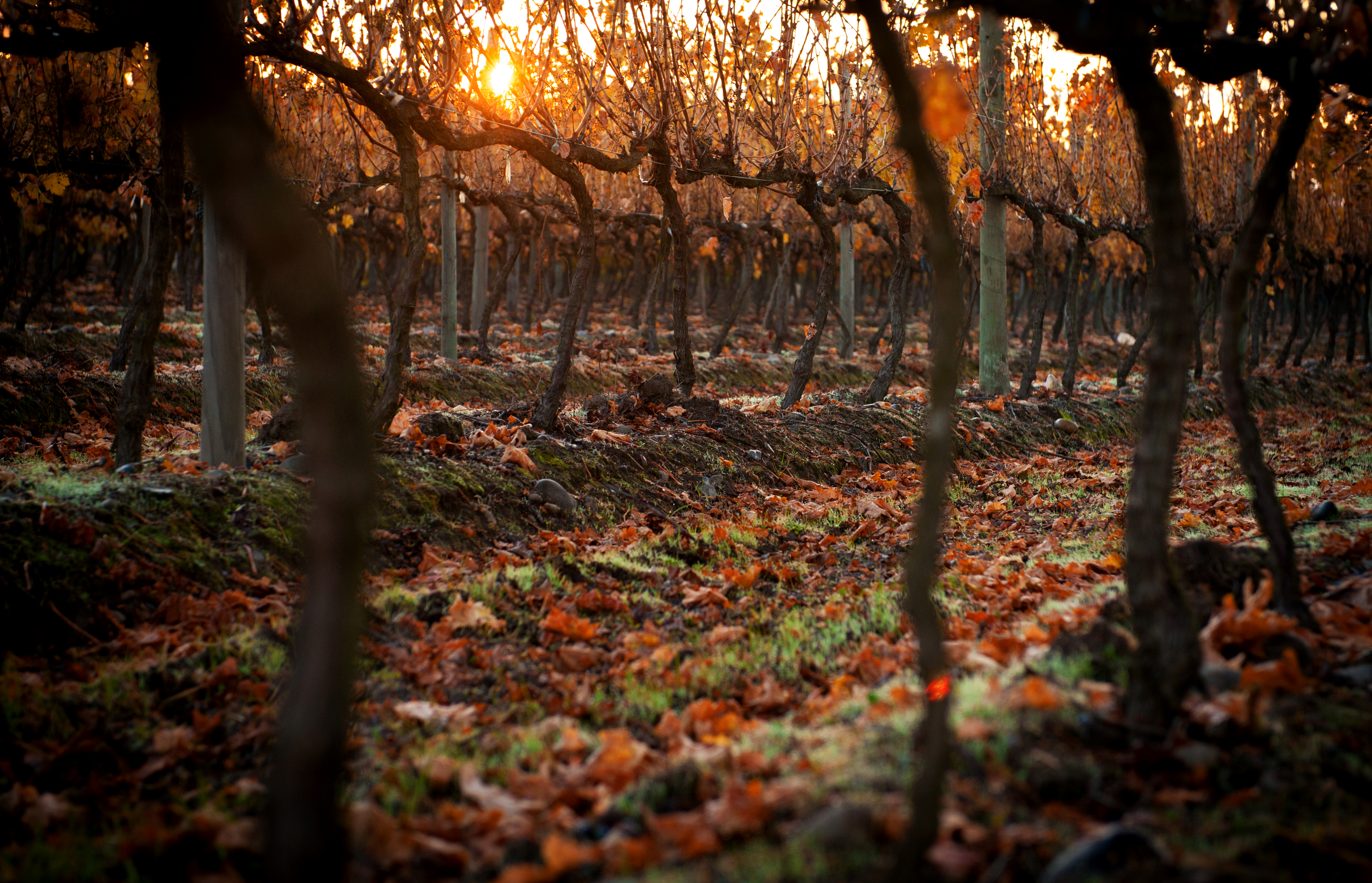 Viñedo Cremaschi Furlotti en otoño, con luz cálida entre las hileras.