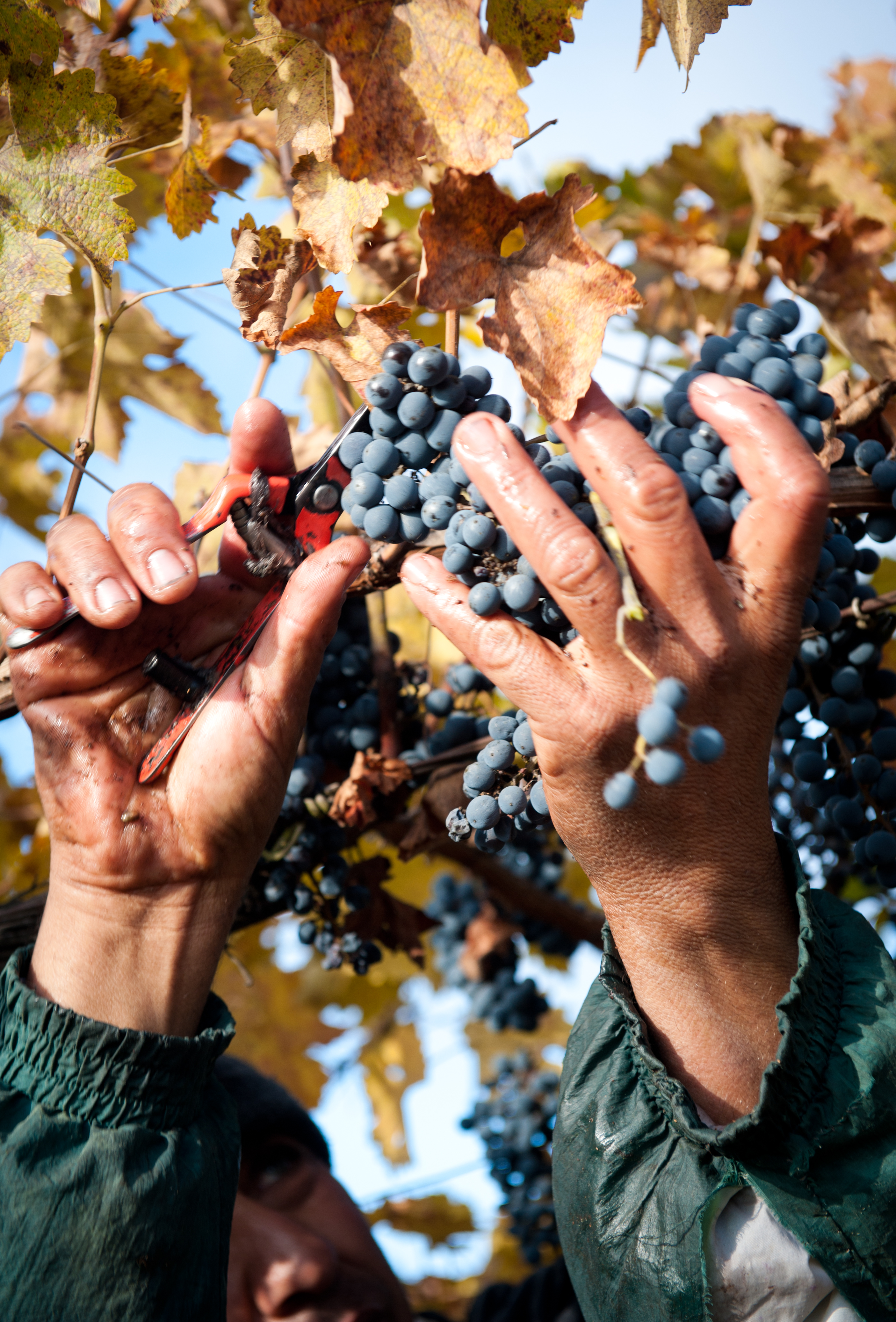 Manos cosechando racimos de uva tinta en el viñedo.