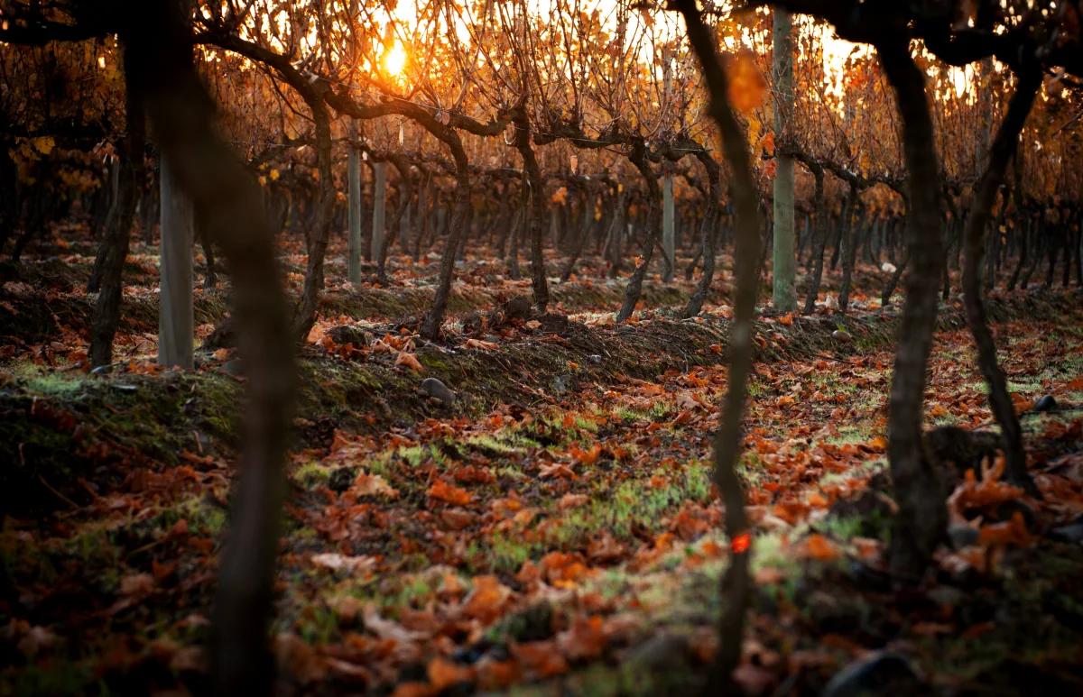Viñedo Cremaschi Furlotti en otoño, con luz cálida entre las hileras.
